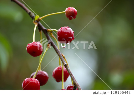 Red cherries with water droplets hanging from a branch, creating a stunning macro shot. 129196442