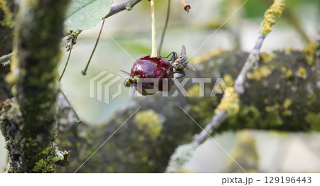 Flies gather and feed on a delicious, ripe cherry in a natural setting. 129196443