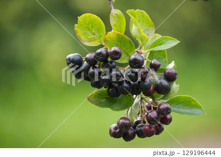 A cluster of ripe aronia berries hangs from a leafy branch in sunlight. 129196444