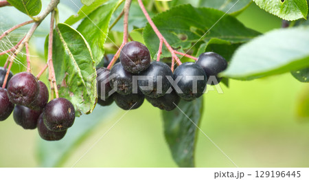 A close-up captures the rich detail of aronia berries on a branch with green leaves. 129196445