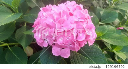 美しいピンクの紫陽花 美しいピンクの紫陽花 129196592