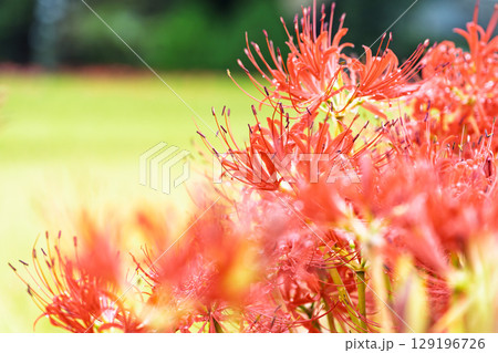 秋雨上がりの光芒に映える美しく開花した彼岸花 彼岸花観光スポット 伊坂区彼岸花の里 秋雨上がりの光芒に映える美しく開花した彼岸花 彼岸花観光スポット 伊坂区彼岸花の里 129196726