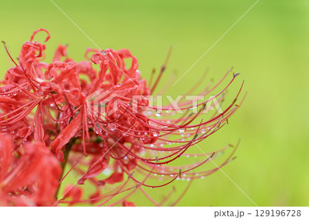 秋雨上がりの光芒に映える美しく開花した彼岸花　　彼岸花観光スポット　伊坂区彼岸花の里 129196728