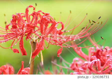 秋雨上がりの光芒に映える美しく開花した彼岸花　　彼岸花観光スポット　伊坂区彼岸花の里 129196731