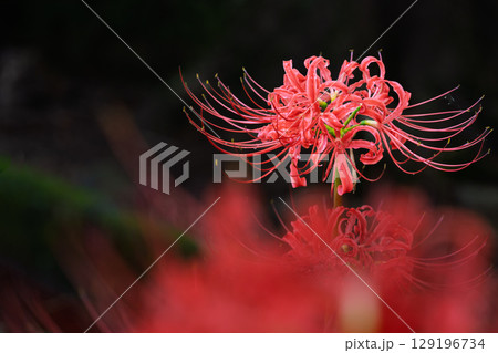 秋雨上がりの光芒に映える美しく開花した彼岸花 彼岸花観光スポット 伊坂区彼岸花の里 秋雨上がりの光芒に映える美しく開花した彼岸花 彼岸花観光スポット 伊坂区彼岸花の里 129196734
