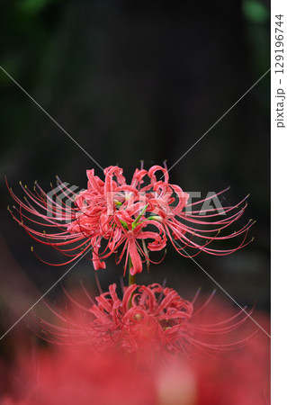 秋雨上がりの光芒に映える美しく開花した彼岸花 彼岸花観光スポット 伊坂区彼岸花の里 秋雨上がりの光芒に映える美しく開花した彼岸花 彼岸花観光スポット 伊坂区彼岸花の里 129196744