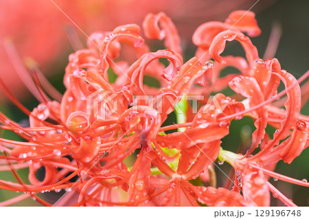 秋雨上がりの光芒に映える美しく開花した彼岸花　　彼岸花観光スポット　伊坂区彼岸花の里 129196748