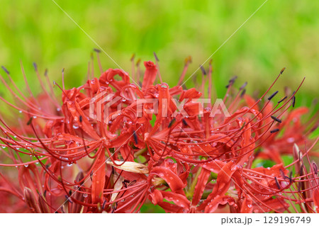 秋雨上がりの光芒に映える美しく開花した彼岸花　　彼岸花観光スポット　伊坂区彼岸花の里 129196749