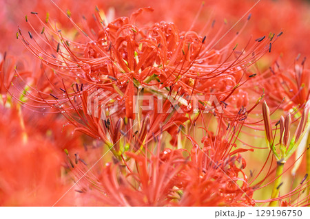 秋雨上がりの光芒に映える美しく開花した彼岸花　　彼岸花観光スポット　伊坂区彼岸花の里 129196750