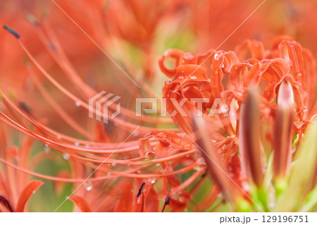 秋雨上がりの光芒に映える美しく開花した彼岸花　　彼岸花観光スポット　伊坂区彼岸花の里 129196751