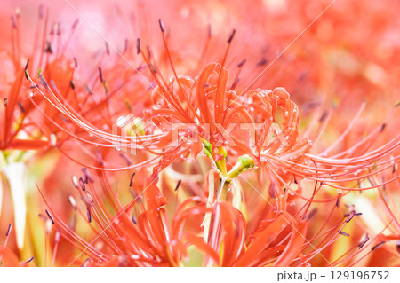 秋雨上がりの光芒に映える美しく開花した彼岸花  彼岸花観光スポット 伊坂区彼岸花の里 秋雨上がりの光芒に映える美しく開花した彼岸花  彼岸花観光スポット 伊坂区彼岸花の里 129196752