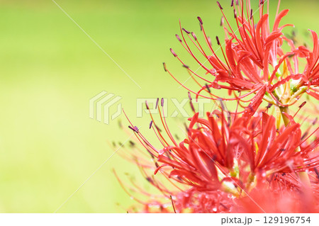 秋雨上がりの光芒に映える美しく開花した彼岸花 彼岸花観光スポット 伊坂区彼岸花の里 秋雨上がりの光芒に映える美しく開花した彼岸花 彼岸花観光スポット 伊坂区彼岸花の里 129196754