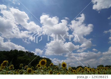 夏の大輪《ひまわり》 夏の大輪《ひまわり》 129196815