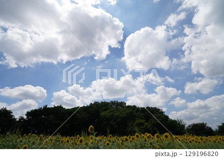 夏の大輪《ひまわり》 夏の大輪《ひまわり》 129196820