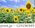 向日葵の群生と青空 129196949
