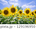 ヒマワリと夏の空 129196950