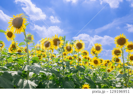 ひまわりと夏空 129196951