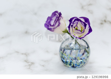 寒色一輪挿しに挿した紫の縁のトルコキキョウ二輪右配置 129196998