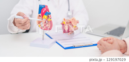 Doctor with Heart anatomy model. Elderly Patient consultation medical health for Cardiovascular Diseases, Atherosclerosis, Hypertensive, Heart attack, heart failure and world Heart day concept 129197029