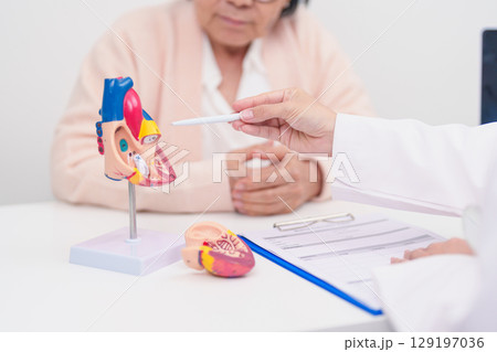 Doctor with Heart anatomy model. Elderly Patient consultation medical health for Cardiovascular Diseases, Atherosclerosis, Hypertensive, Heart attack, heart failure and world Heart day concept 129197036