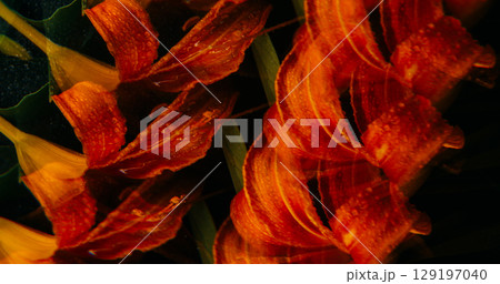 Kaleidoscope nature. Fractal flower. Defocused red orange green color lily plant pistils leaves liquid bubbles on abstract dark black art background. Kaleidoscope nature. Fractal flower. Defocused red orange green color lily plant pistils leaves liquid bubbles on abstract dark black art background. 129197040