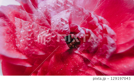 Botany light. Nature bloom. Defocused pink purple color rose flower water droplet flare texture circling on abstract white background. Botany light. Nature bloom. Defocused pink purple color rose flower water droplet flare texture circling on abstract white background. 129197043
