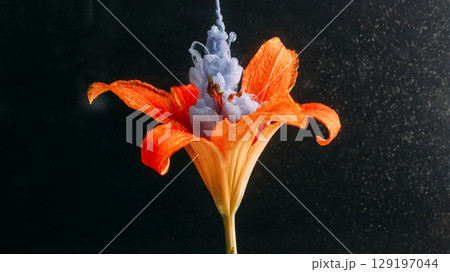 Lily nature. Flower drop paint. Defocused orange color plant blue swirling fog in water on creative abstract dark black background. Lily nature. Flower drop paint. Defocused orange color plant blue swirling fog in water on creative abstract dark black background. 129197044