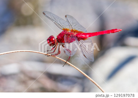 枝に留まるショウジョウトンボ 枝に留まるショウジョウトンボ 129197078