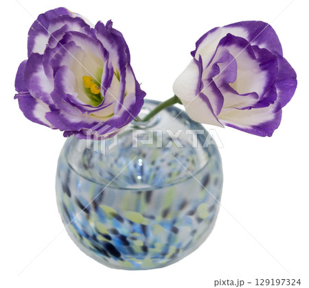 寒色一輪挿しに挿した紫の縁のトルコキキョウ二輪 129197324