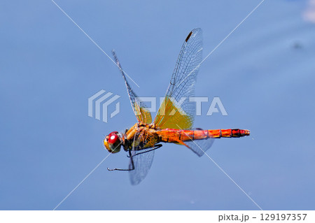 飛翔するネキトンボの雌 飛翔するネキトンボの雌 129197357