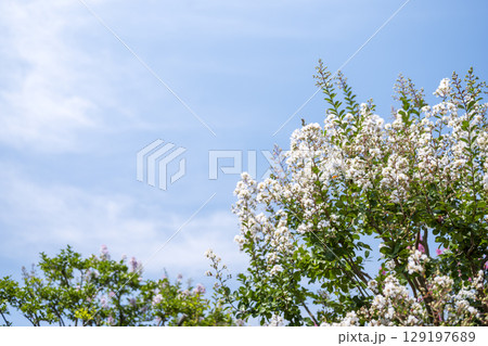 サルスベリ 白い 白色 青空 お花 夏 秋 129197689