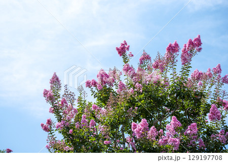 サルスベリ ピンク 青空 お花 夏 秋 サルスベリ ピンク 青空 お花 夏 秋 129197708