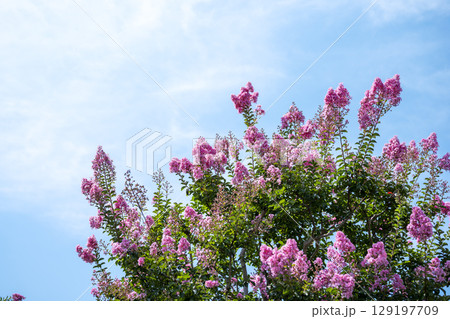 サルスベリ ピンク 青空 お花 夏 秋 129197709