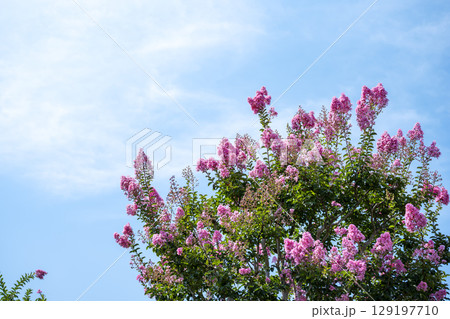 サルスベリ ピンク 青空 お花 夏 秋 129197710