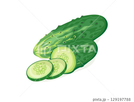 Fresh green cucumber slice stock illustration 129197788