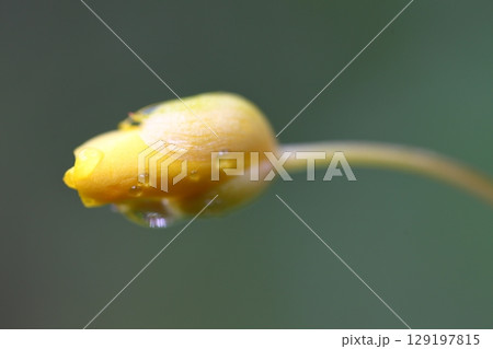 山吹草の花の蕾と雨雫 山吹草の花の蕾と雨雫 129197815