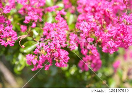 サルスベリ ピンク お花 植物 夏 秋 129197959