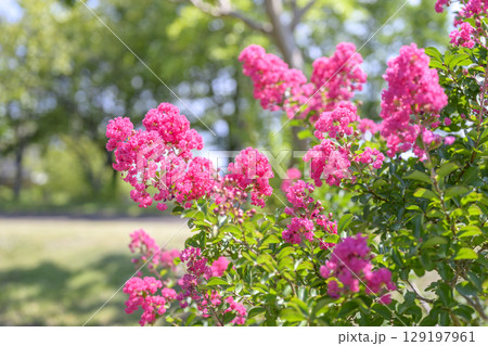 サルスベリ ピンク お花 植物 夏 秋 129197961