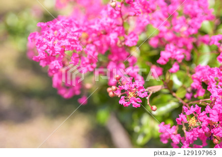 サルスベリ ピンク お花 植物 夏 秋 129197963
