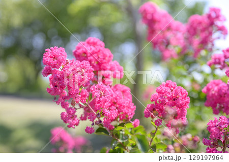 サルスベリ ピンク お花 植物 夏 秋 サルスベリ ピンク お花 植物 夏 秋 129197964