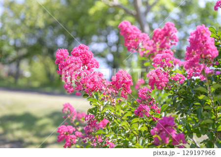 サルスベリ ピンク お花 植物 夏 秋 129197966