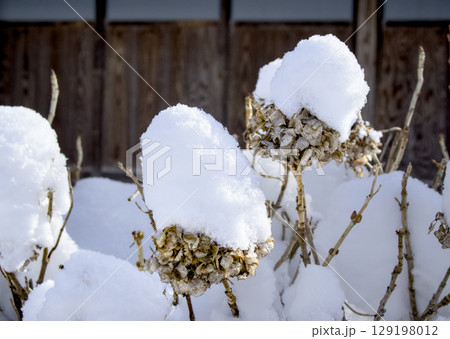 枯れた植物の上に雪が積もっている風景が綺麗 129198012