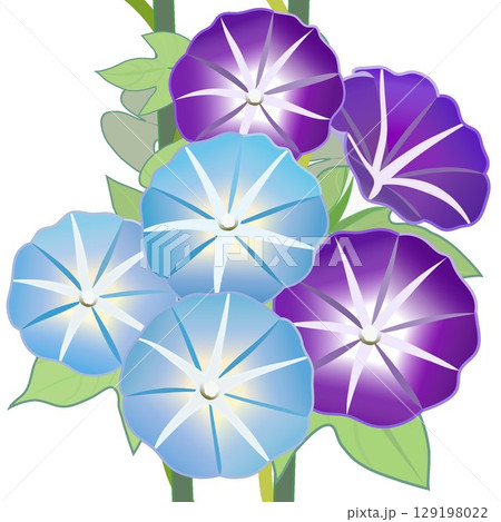 朝顔のイラスト 朝顔のイラスト 129198022