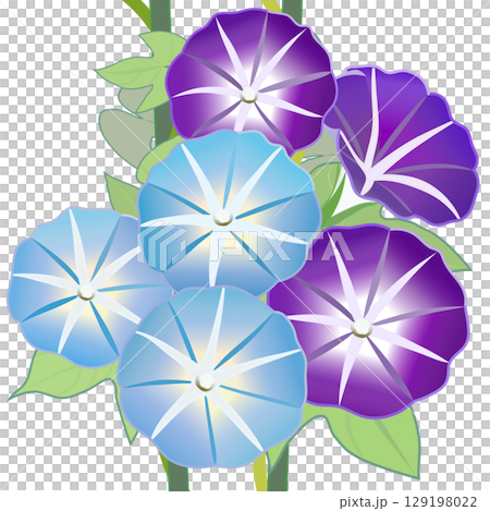 朝顔のイラスト 朝顔のイラスト 129198022