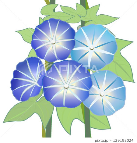 朝顔のイラスト 129198024