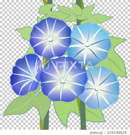 朝顔のイラスト 129198024