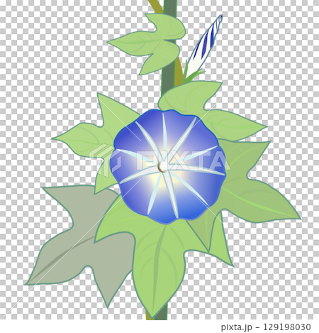 牽牛花例證 129198030