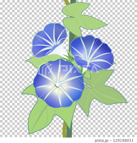 牽牛花例證 129198031