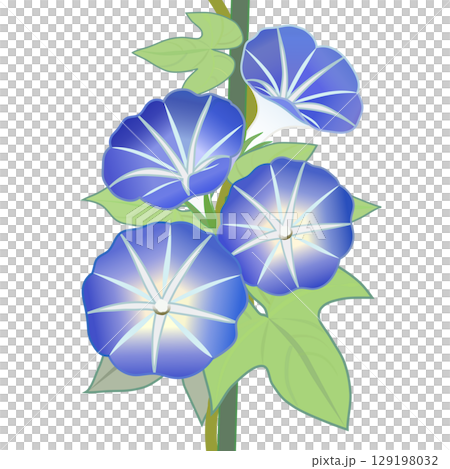 牽牛花例證 129198032