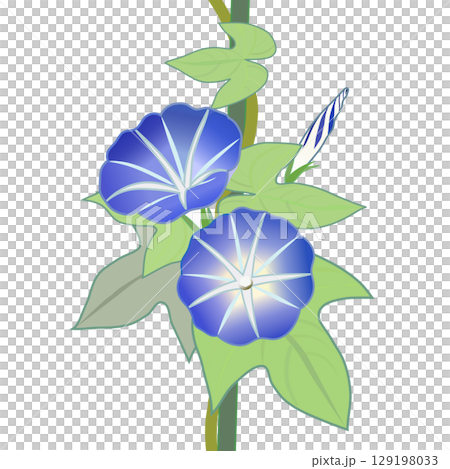 牽牛花例證 129198033